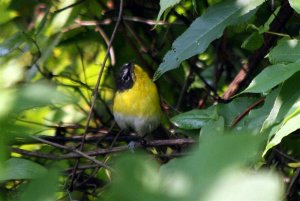 Yellow Breasted Chat