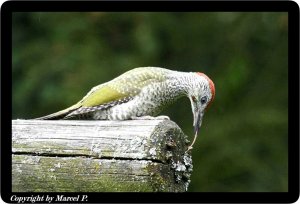 Juvenil Green Woodpecker