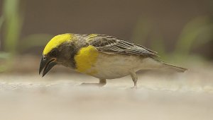 Ploceus philippinus Baya Weaver