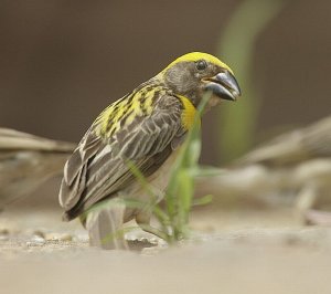 Ploceus philippinus  Baya Weaver