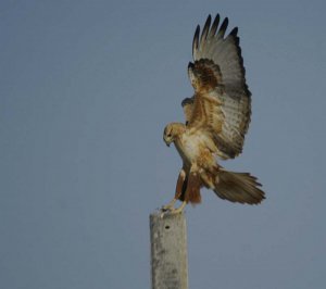 Long-legged Buzzard