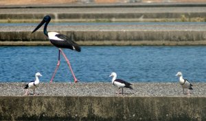 Black-necked Stork