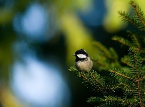 Coal Tit