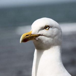 Herring Gull