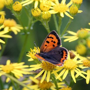 Small Copper?