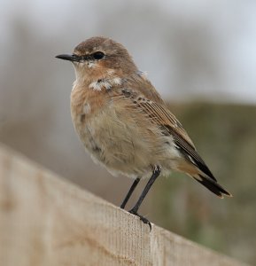 Wheatear