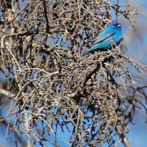 Indigo Bunting