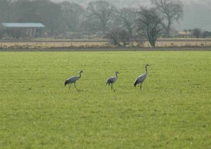 The Elgin Cranes.