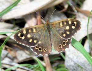 Speckled wood