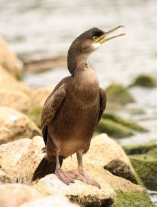 A young Shag