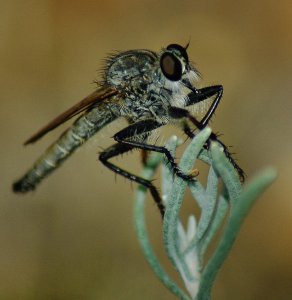 Robber Fly