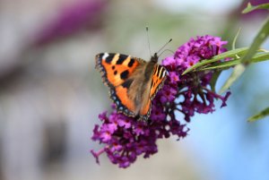 Small Tortoiseshell