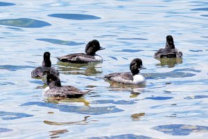 What kind of Goldeneye?