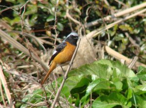 Daurian Redstart - male