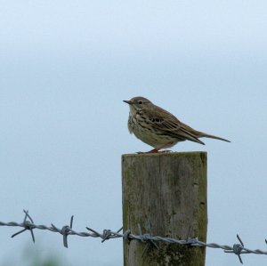 Meadow Pipit