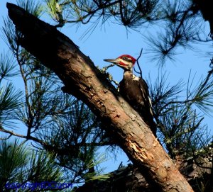 Pileated Woodpecker