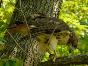 Red-tailed hawk (2)