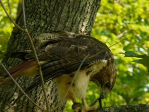 Red-tailed Hawk (3)