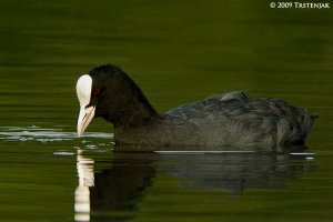 Coot - Fulica atra