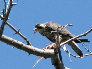 Peregrine eating racing pigeon