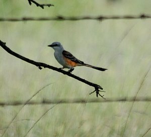 Scissor_tailed Flycatcher