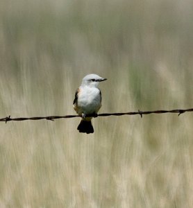 Juvenile Scissor-tail