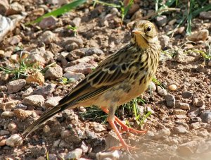 Meadow Pipit