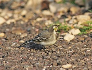 Pied Wagtail - sub-adult