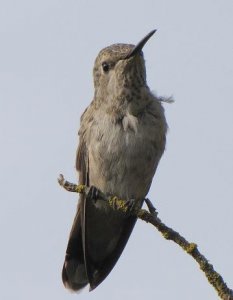 Anna's Hummingbird