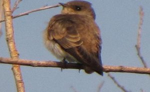 N. Rough winged Swallow