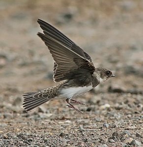 Sand Martin - Touchdown