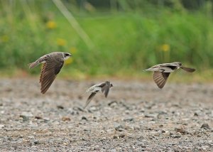 Sand Martin - The Three Amigo's