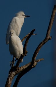 Juvenile Cattle Egrets