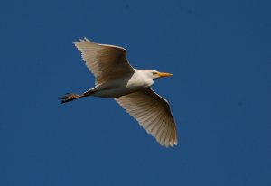 Cattle Egret in flight