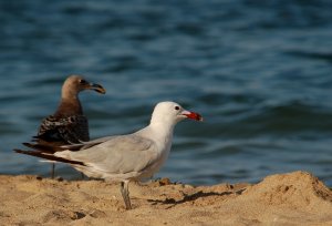 Audouin's gull; juvenile and adult