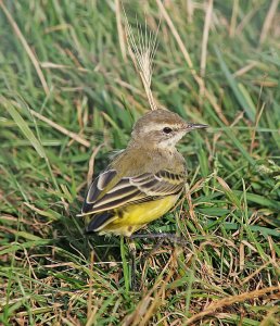 Yellow Wagtail - Cow's Eye View
