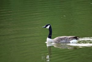 Late Light Goose in Soup