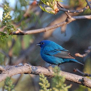 Indigo Bunting