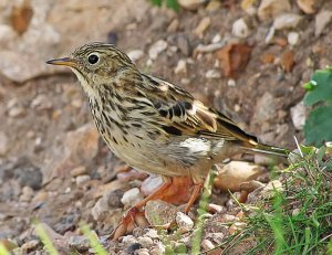 Meadow Pipit - Up Close
