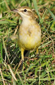 Yellow Wagtail - Adult Female