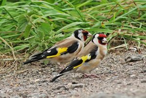 Mr and Mrs Goldfinch