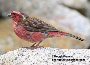 White-browed Rosefinch