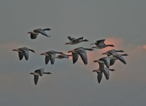 Greylag Geese - Evening Flight