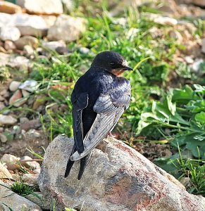 Swallow On A Rock