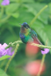 Fiery-throated hummingbird