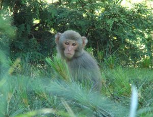 Young Formosan Macaque