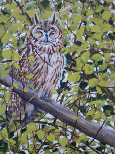 Long eared owl at Elmley-painting
