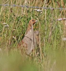 Pair of Grey Partridges