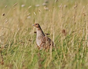 Grey Partridge - At Home