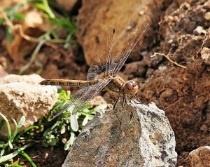 Common Darter Dragonfly